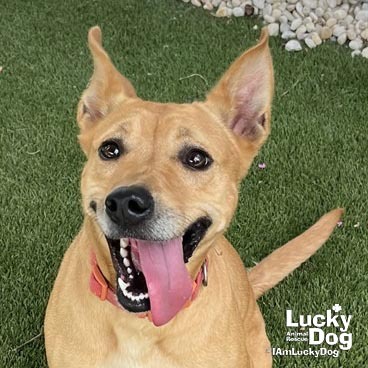 SKYE - Shepherd / Terrier available for adoption