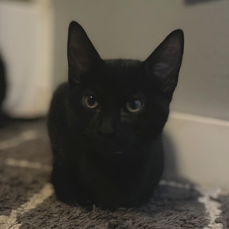 CAM