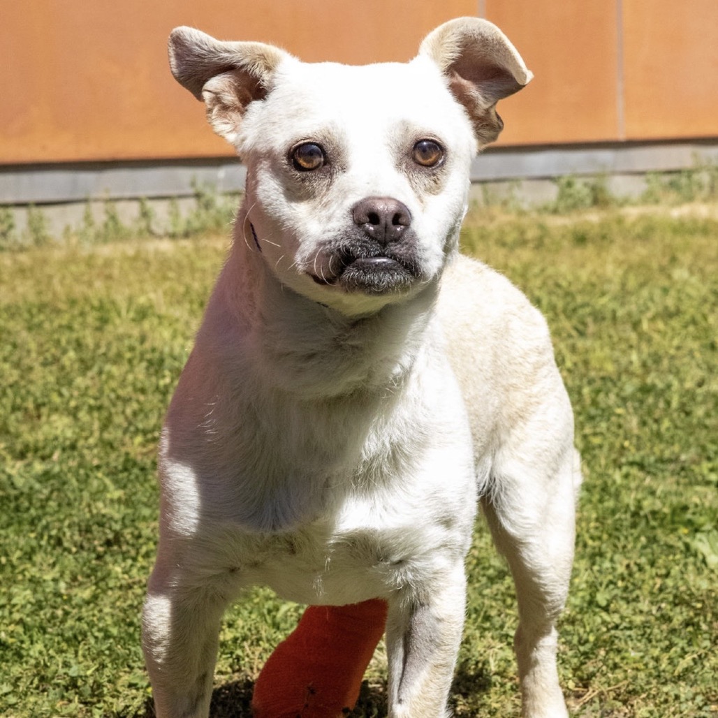 Kennel#25 Winston's preview photo