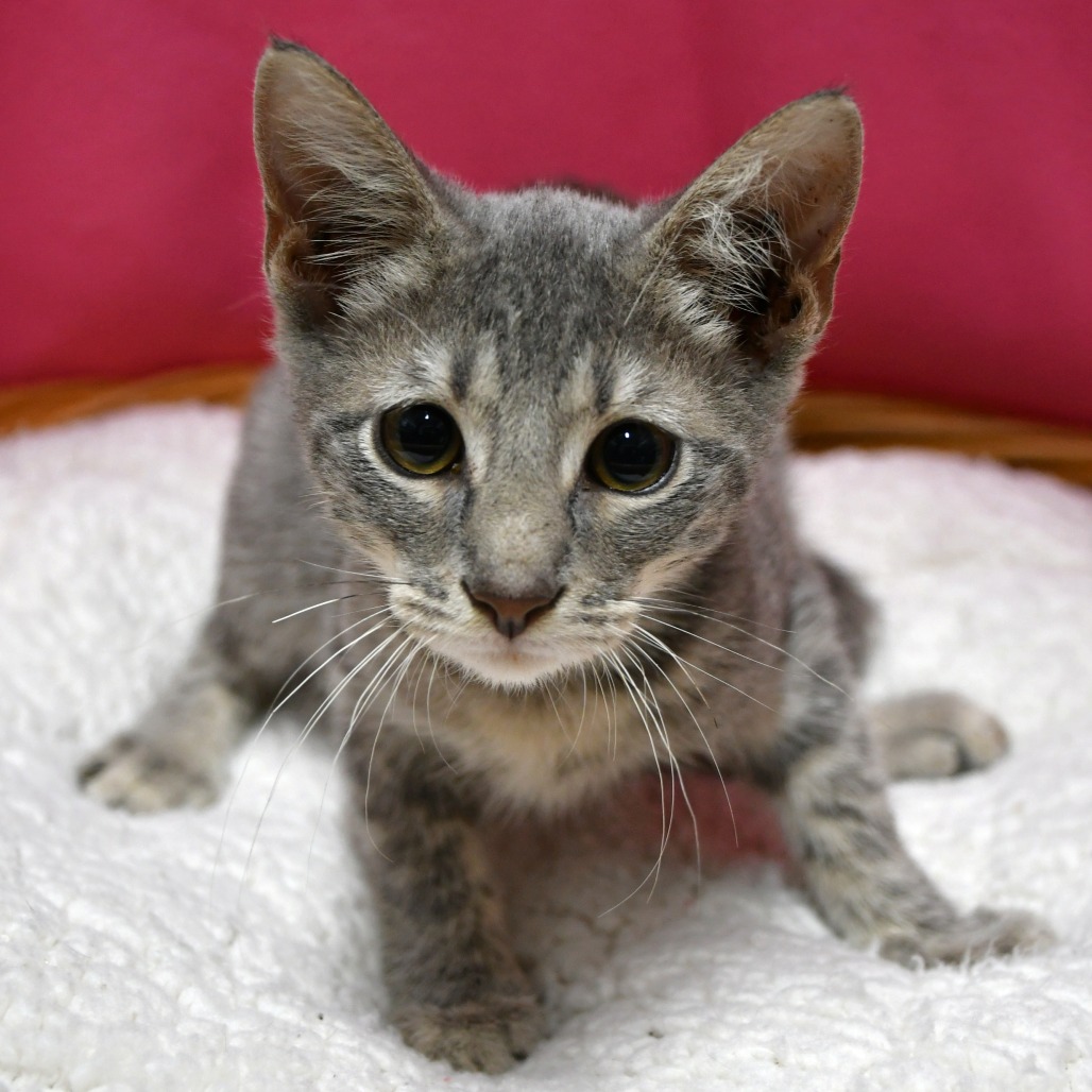 ENNIS - Domestic Shorthair for adoption in Beaumont