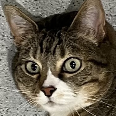 Beans — thumbnail 3