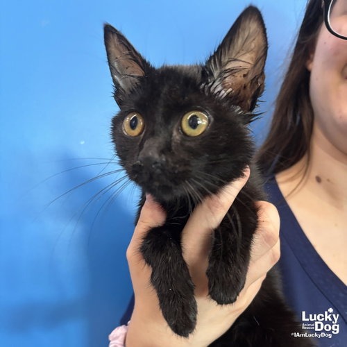 GOTH - Domestic Shorthair available for adoption