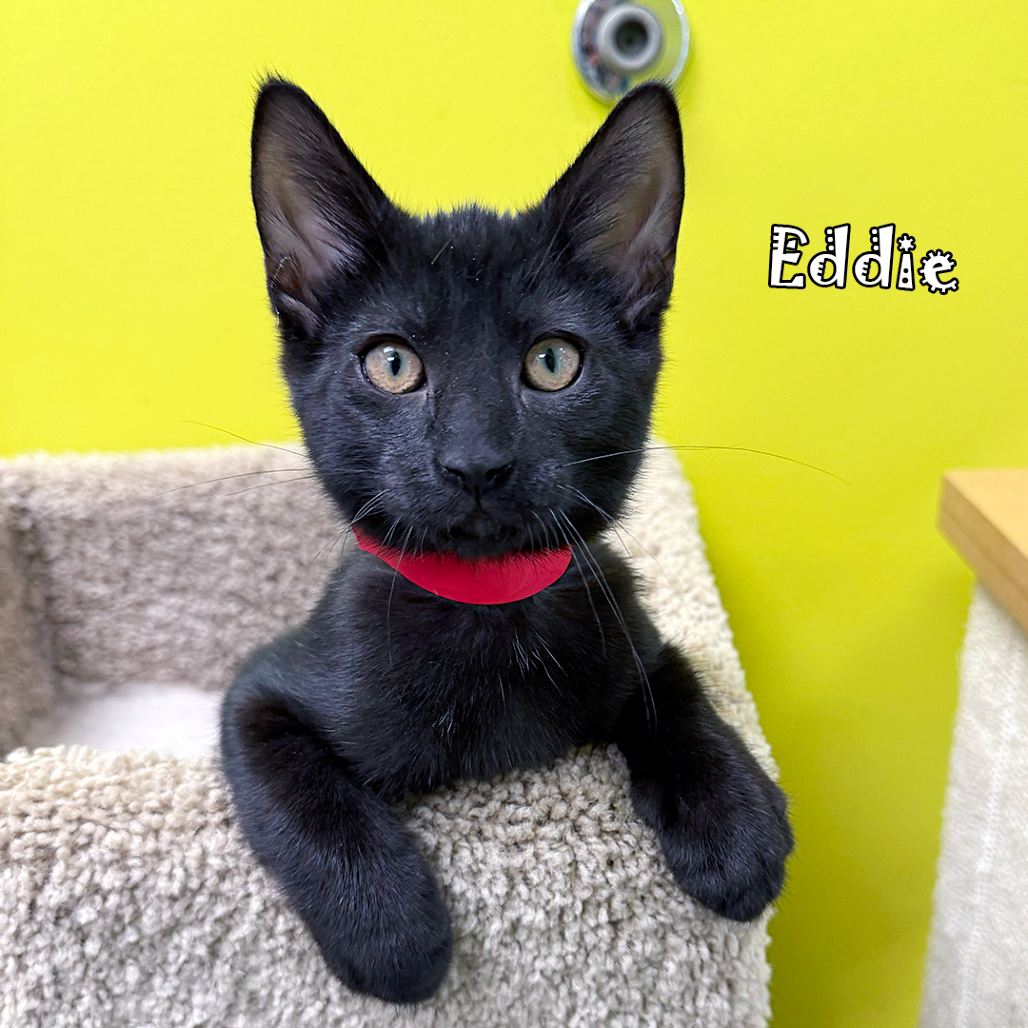 Eddie, an adoptable cat