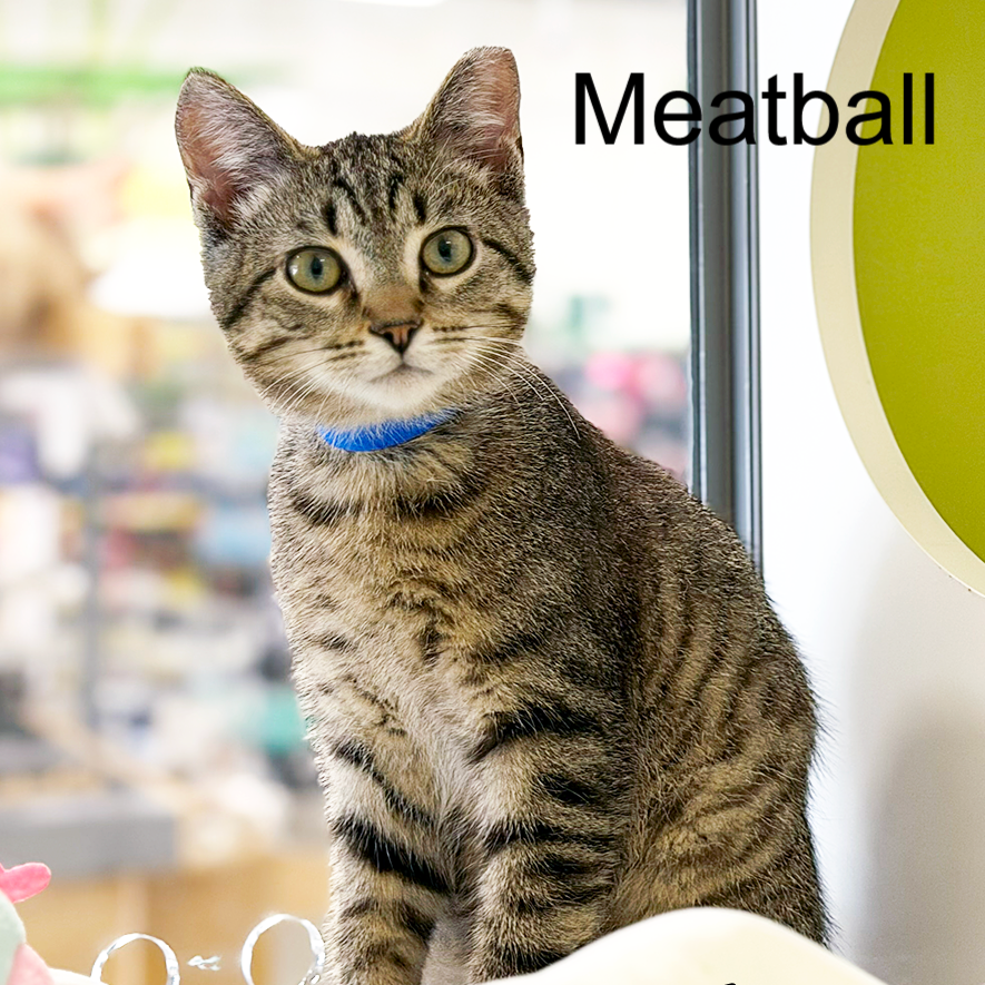 Meatball goes great with Spaghetti, an adoptable cat