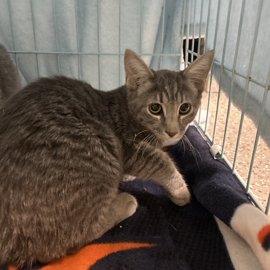 FELISHA - Domestic Shorthair available for adoption