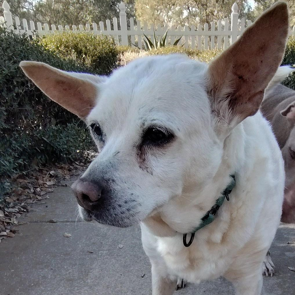 Betty White, photo 9