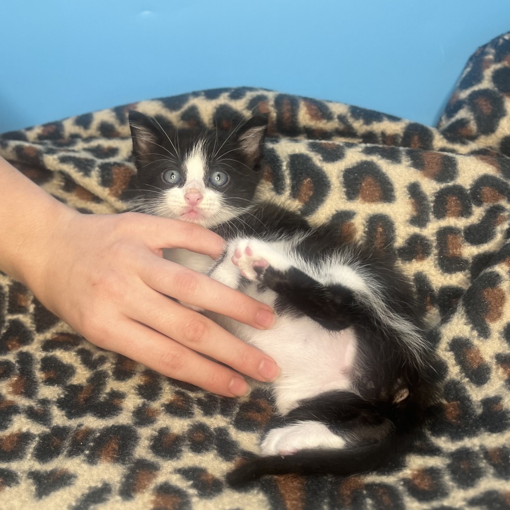BLACKBERRY - Domestic Shorthair available for adoption