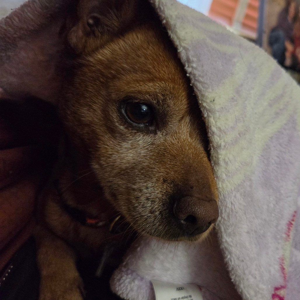Frito, photo 13