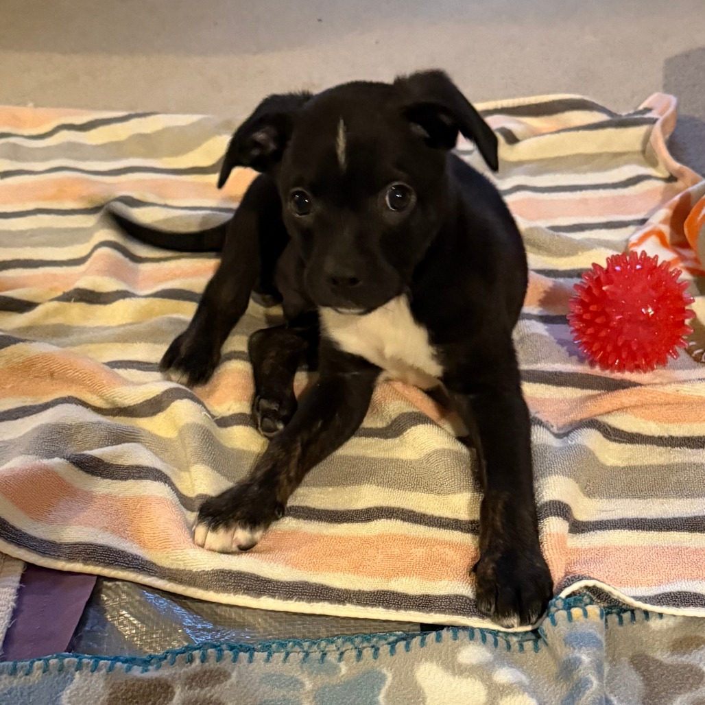 Waylon, photo 12