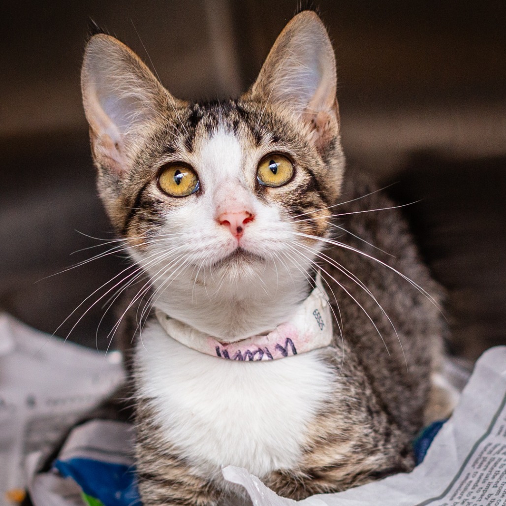 ULANI - Domestic Shorthair for adoption in Hattiesburg
