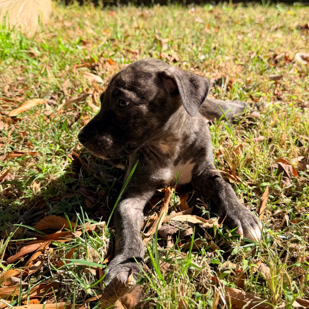 Rolo, photo 10