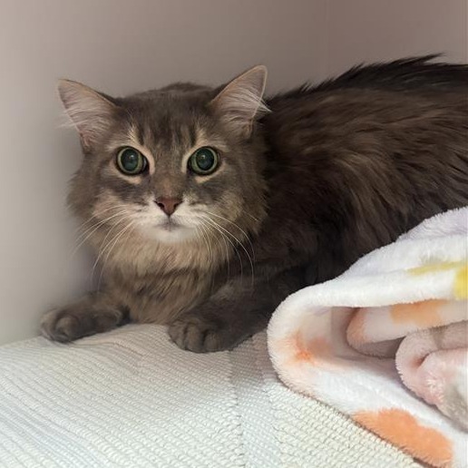 Molly: Female 158 Domestic Longhair