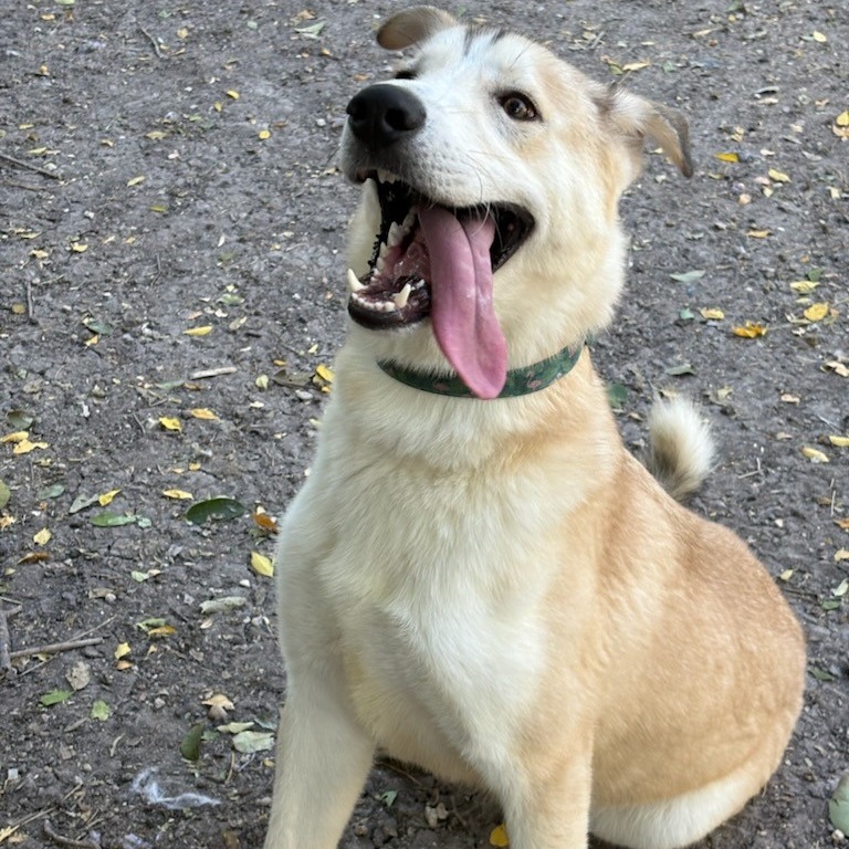 Scout, photo 8