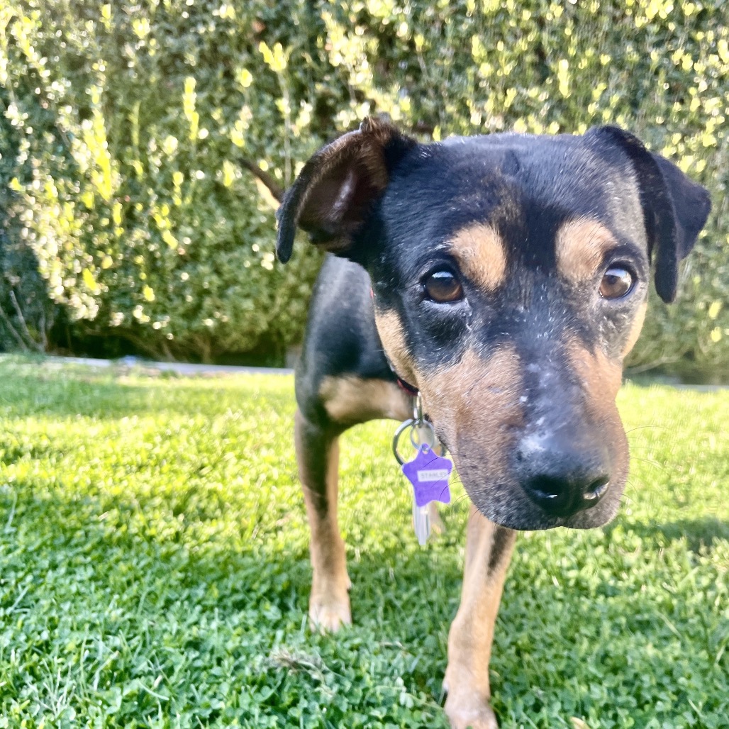 Stanley — thumbnail 3