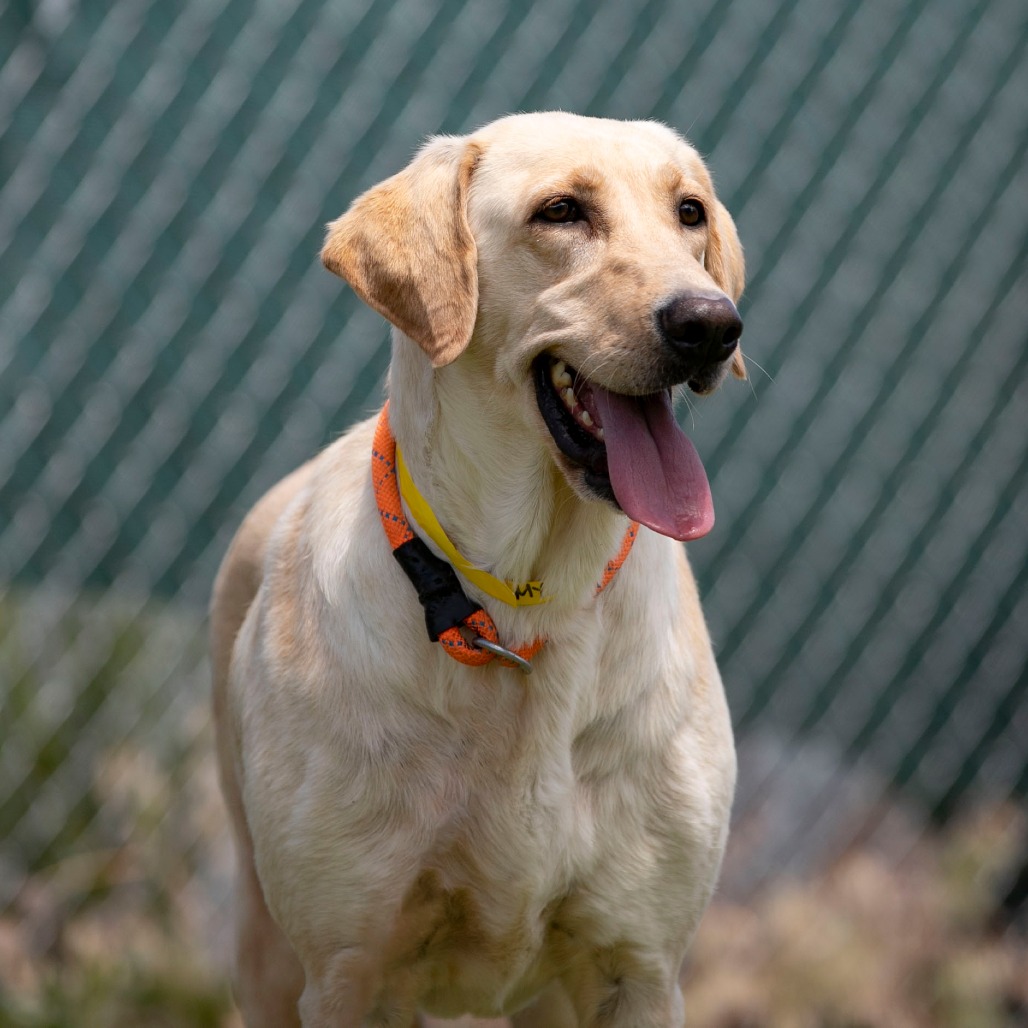 ANNIE (MY26-90) - Retriever / Labrador available for adoption