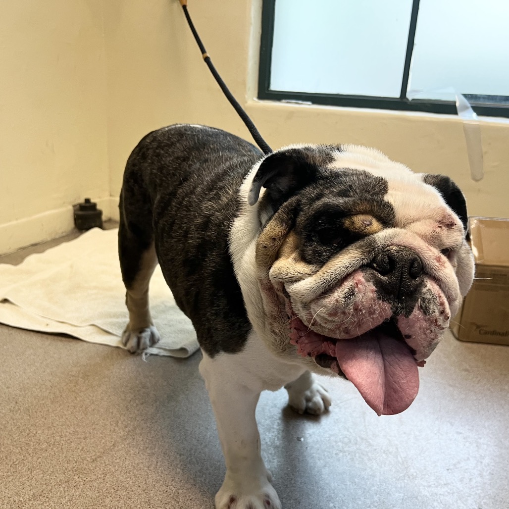 Bulldog