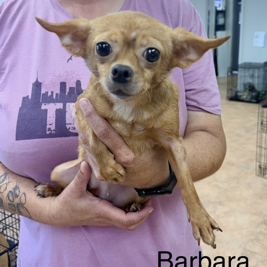 BARBARA - Chihuahua available for adoption