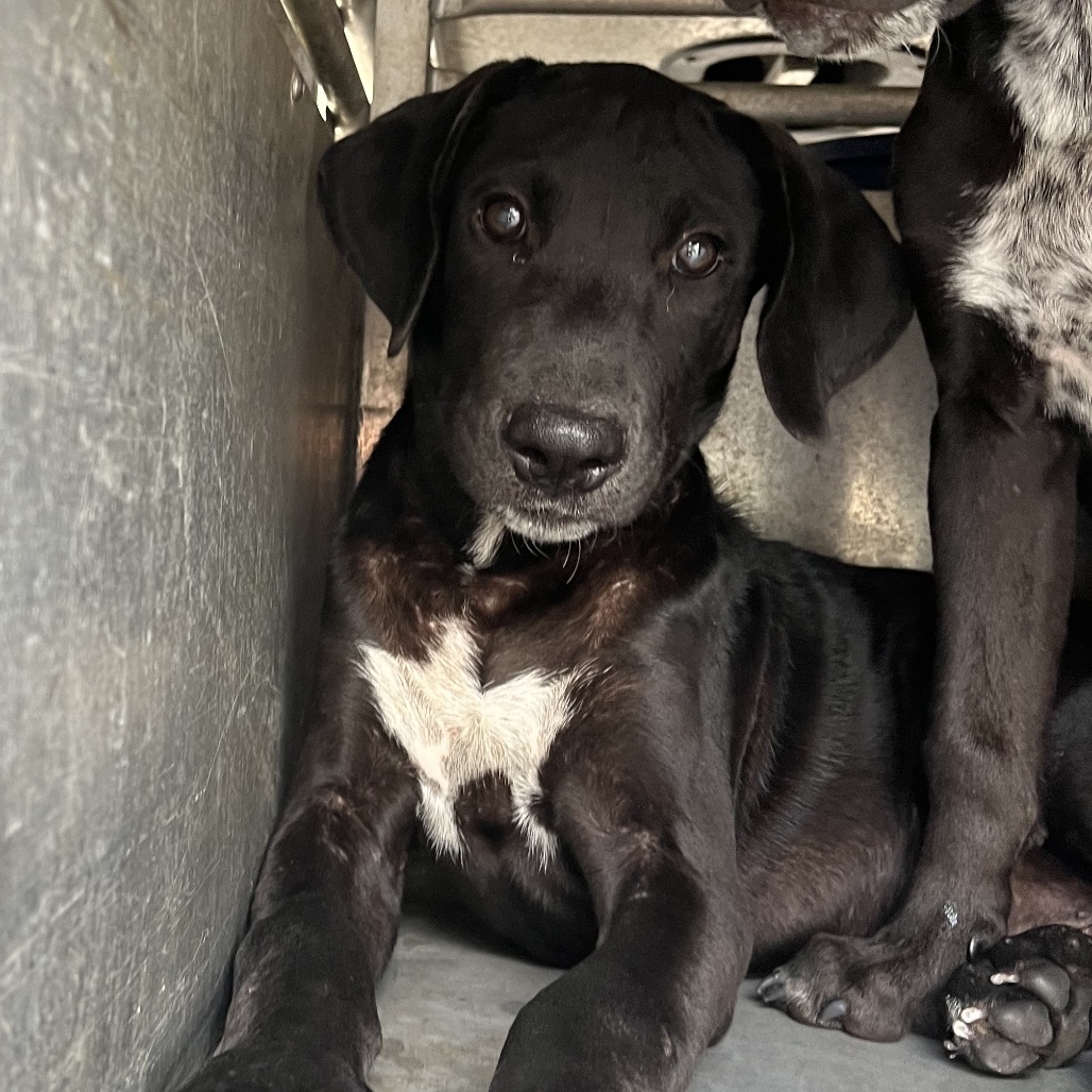 EACS-STRAY-199566_3 - Retriever, Labrador / Shepherd available for adoption
