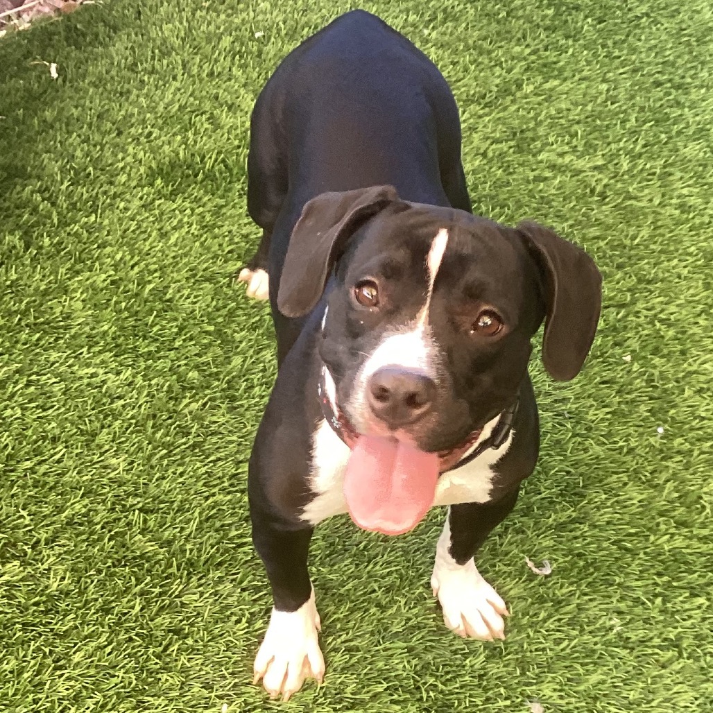 MABEL - Beagle / Mixed Breed (Medium) available for adoption