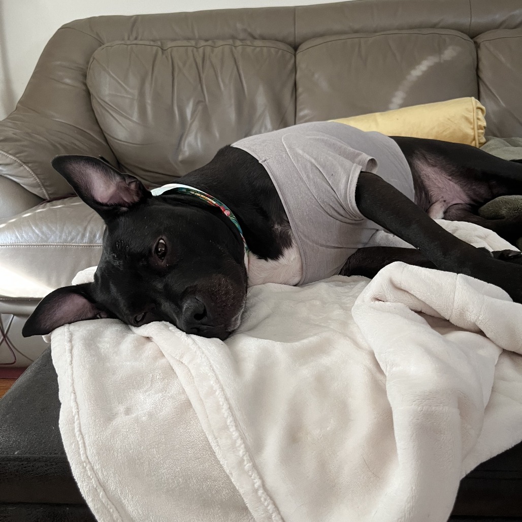 Bowser, photo 62