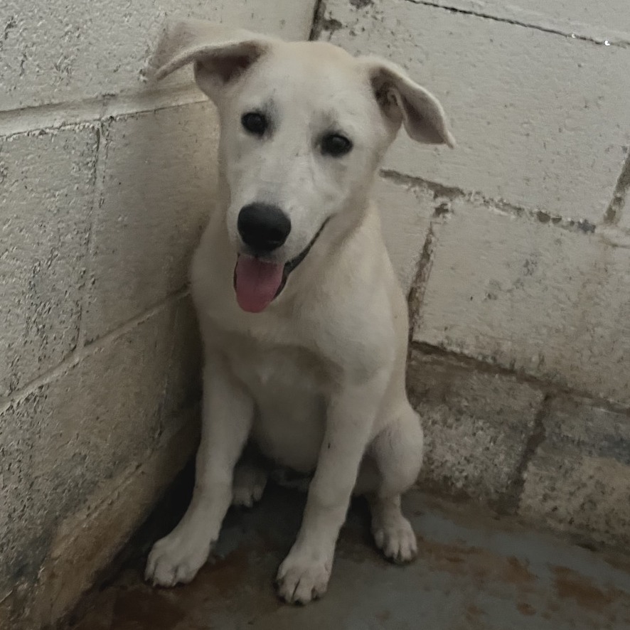 TANJIRO - Shepherd available for adoption