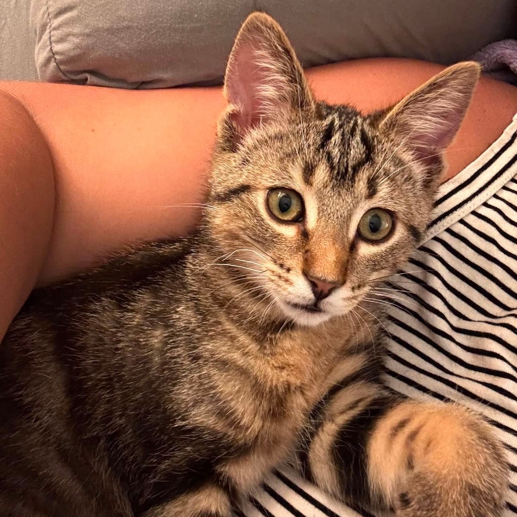 Loki