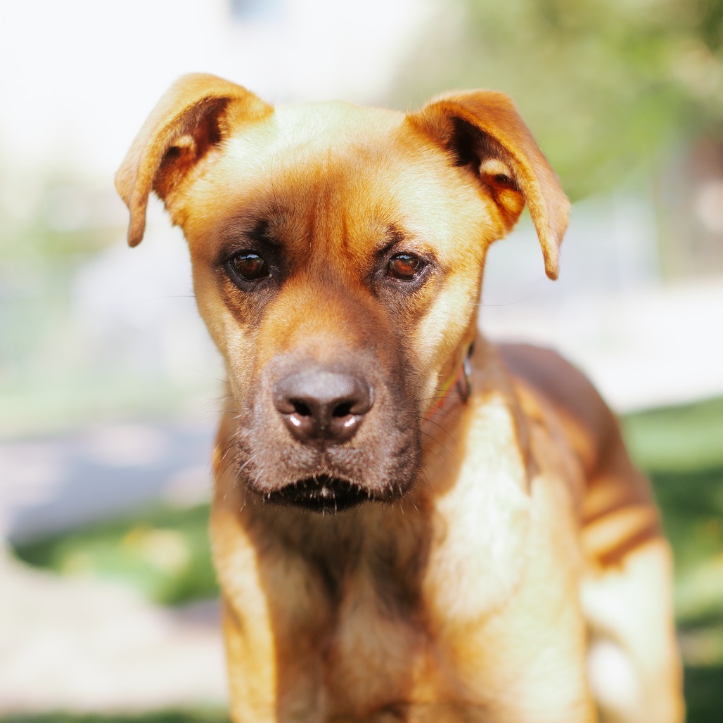 Cooper - Mastiff for adoption in Illinois