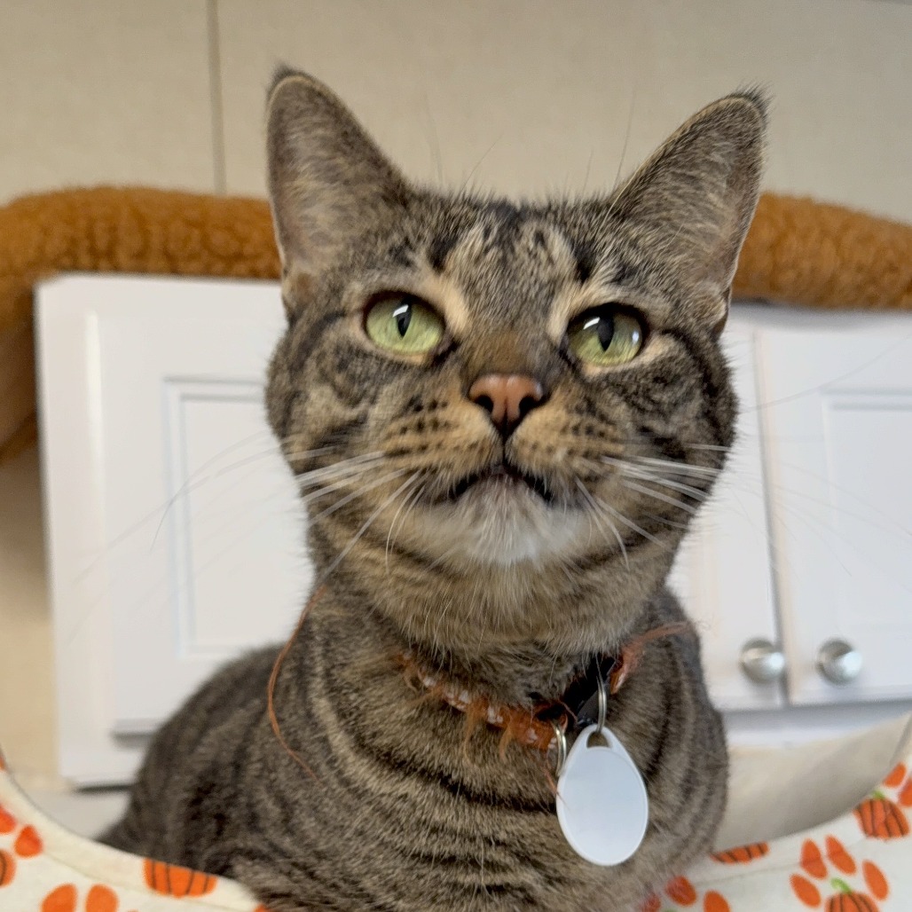 IZZY - Domestic Shorthair available for adoption