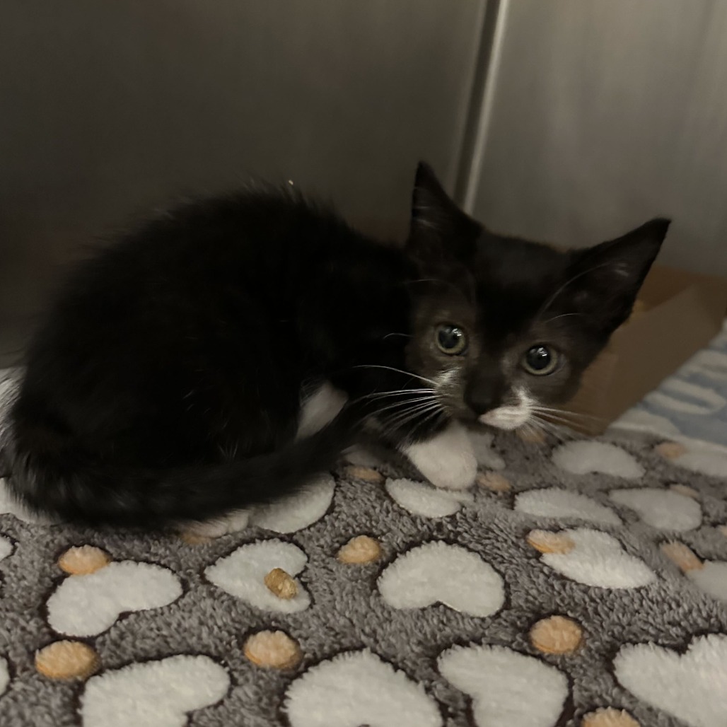 Photo of Blair B3, available for adoption at PVAS