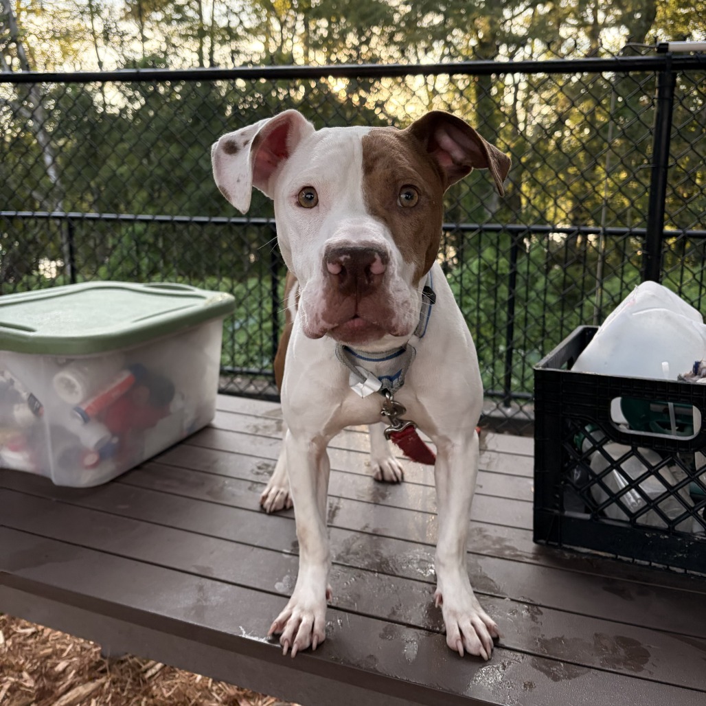 BESSY - Mixed Breed (Large) available for adoption