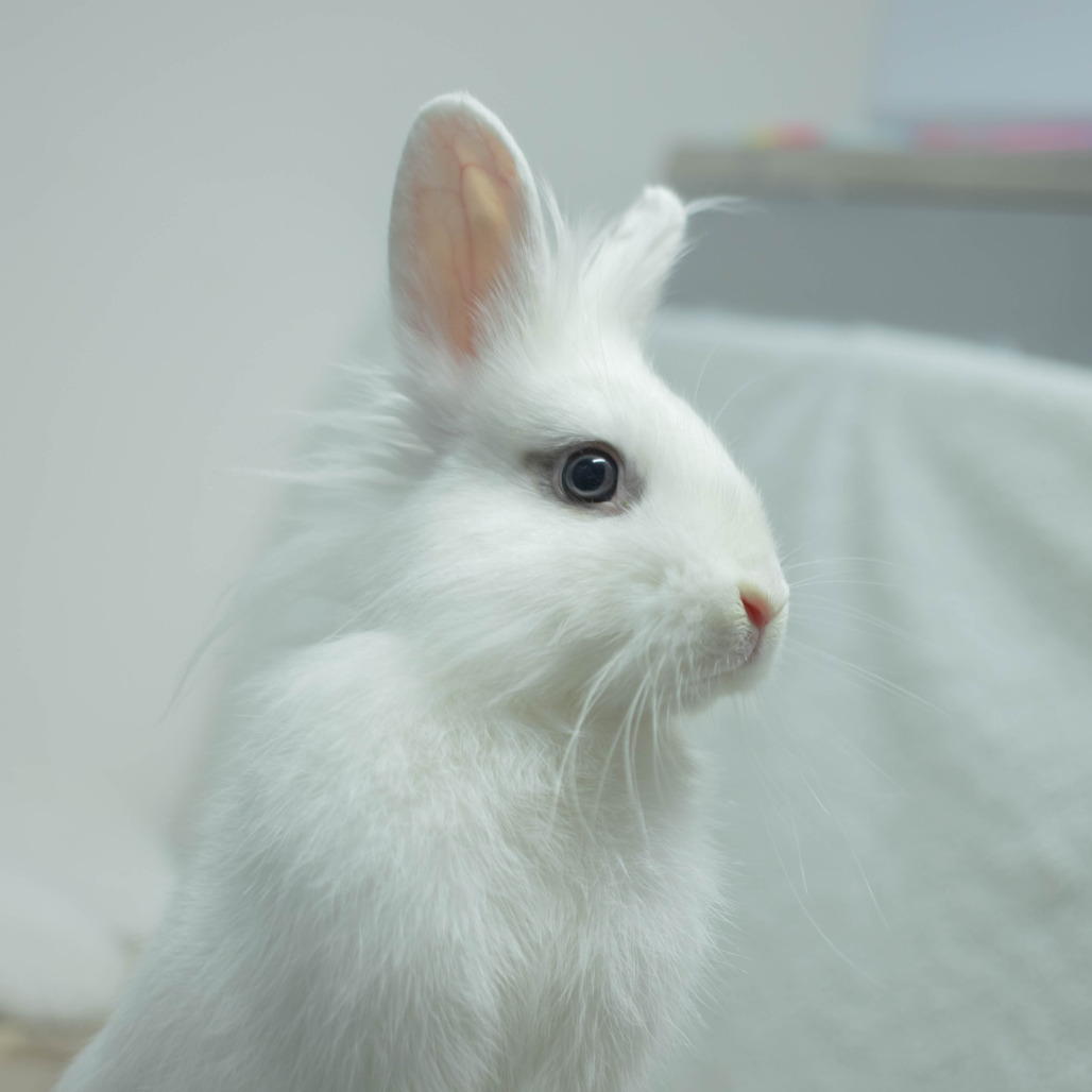 Penny (bonded to Chowder), photo 10