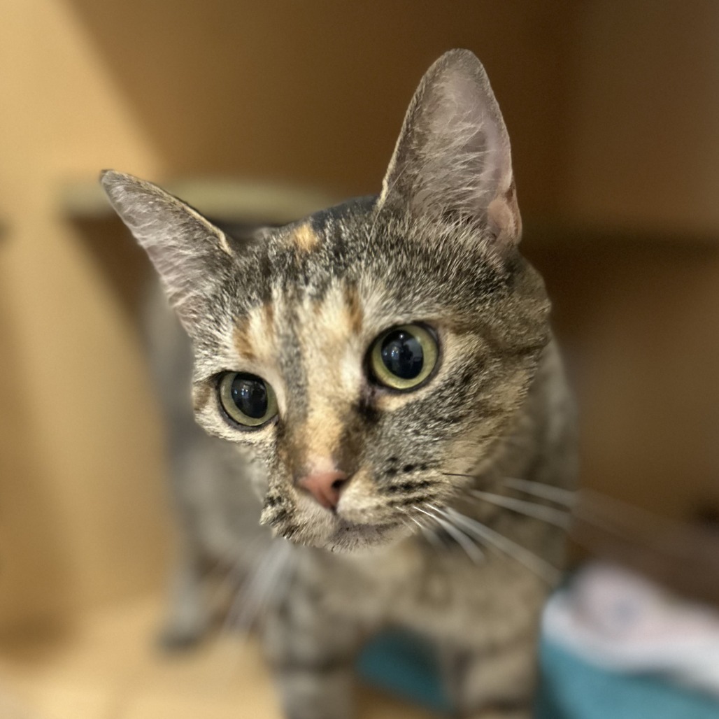 CHI CHI - Domestic Shorthair available for adoption
