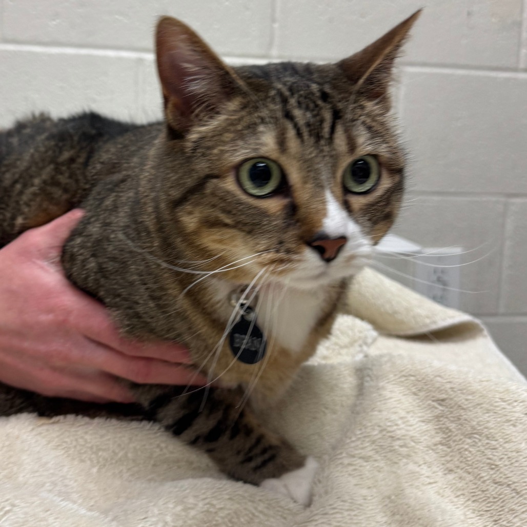 Beans — thumbnail 2