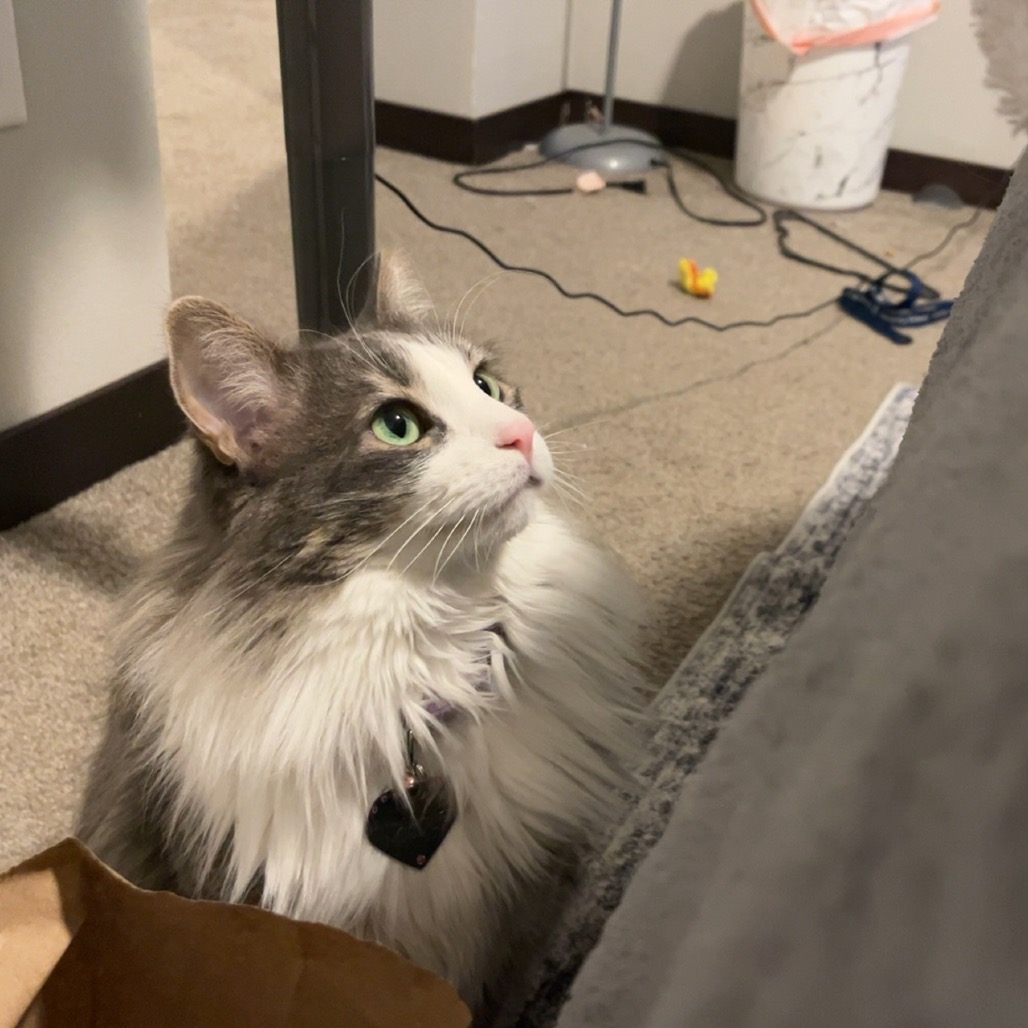 Noodle