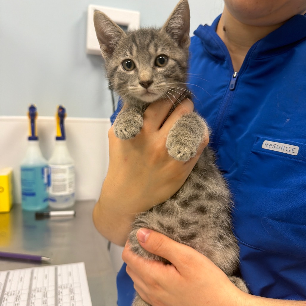LIL DAMON - Domestic Shorthair available for adoption