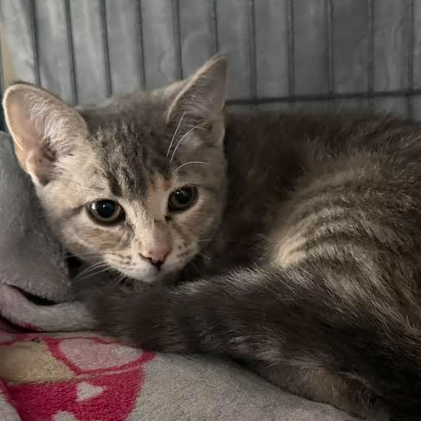 Abigail, available for adoption