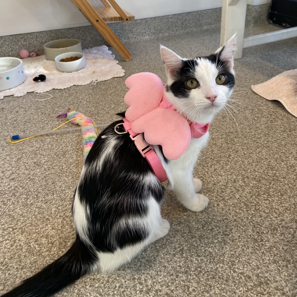 FUNGI - Domestic Shorthair available for adoption