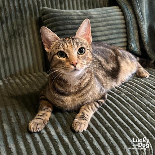GENNY - Domestic Shorthair available for adoption