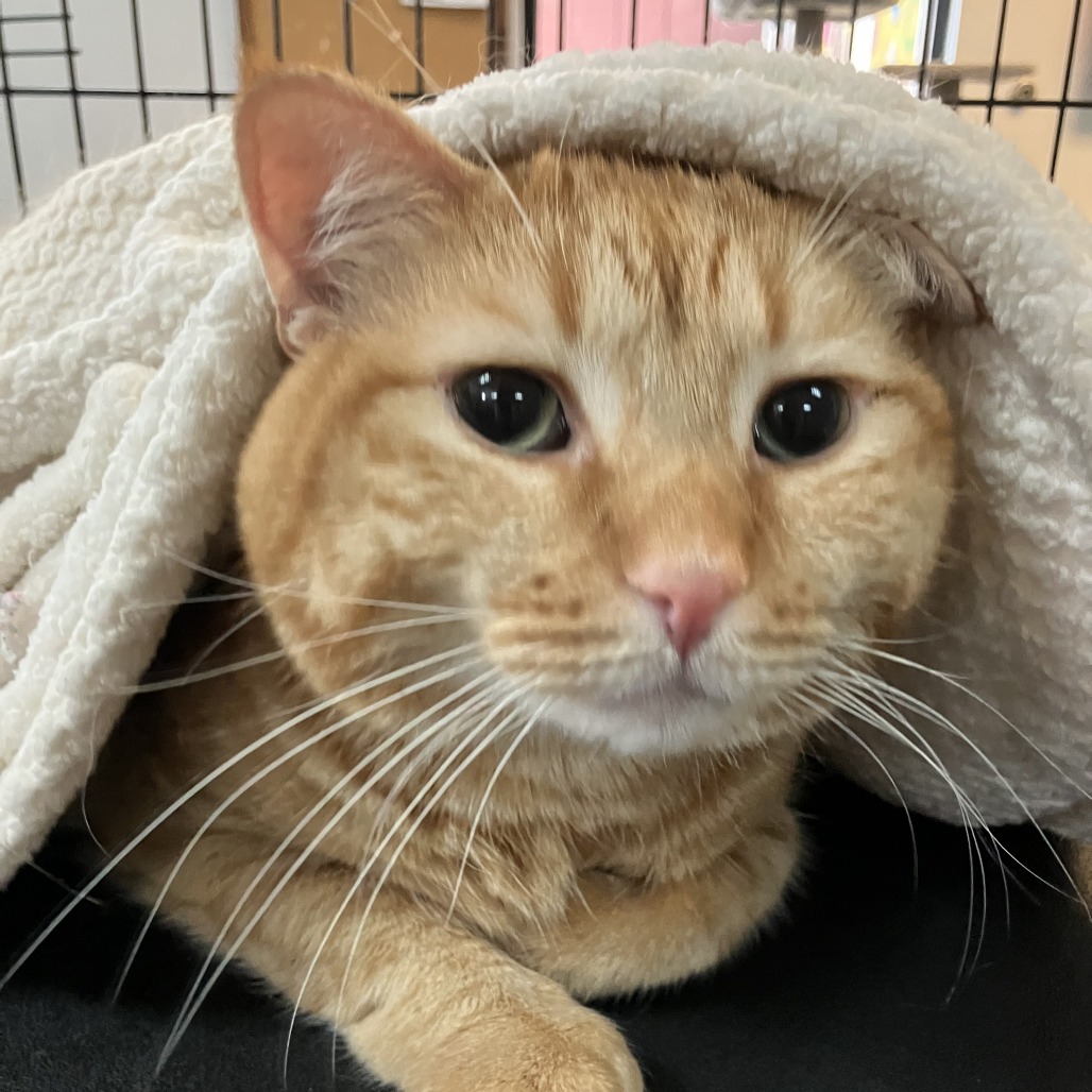 Barthalamew — thumbnail 3