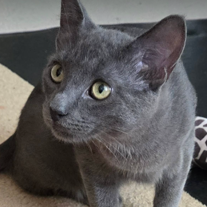 Monty, available for adoption