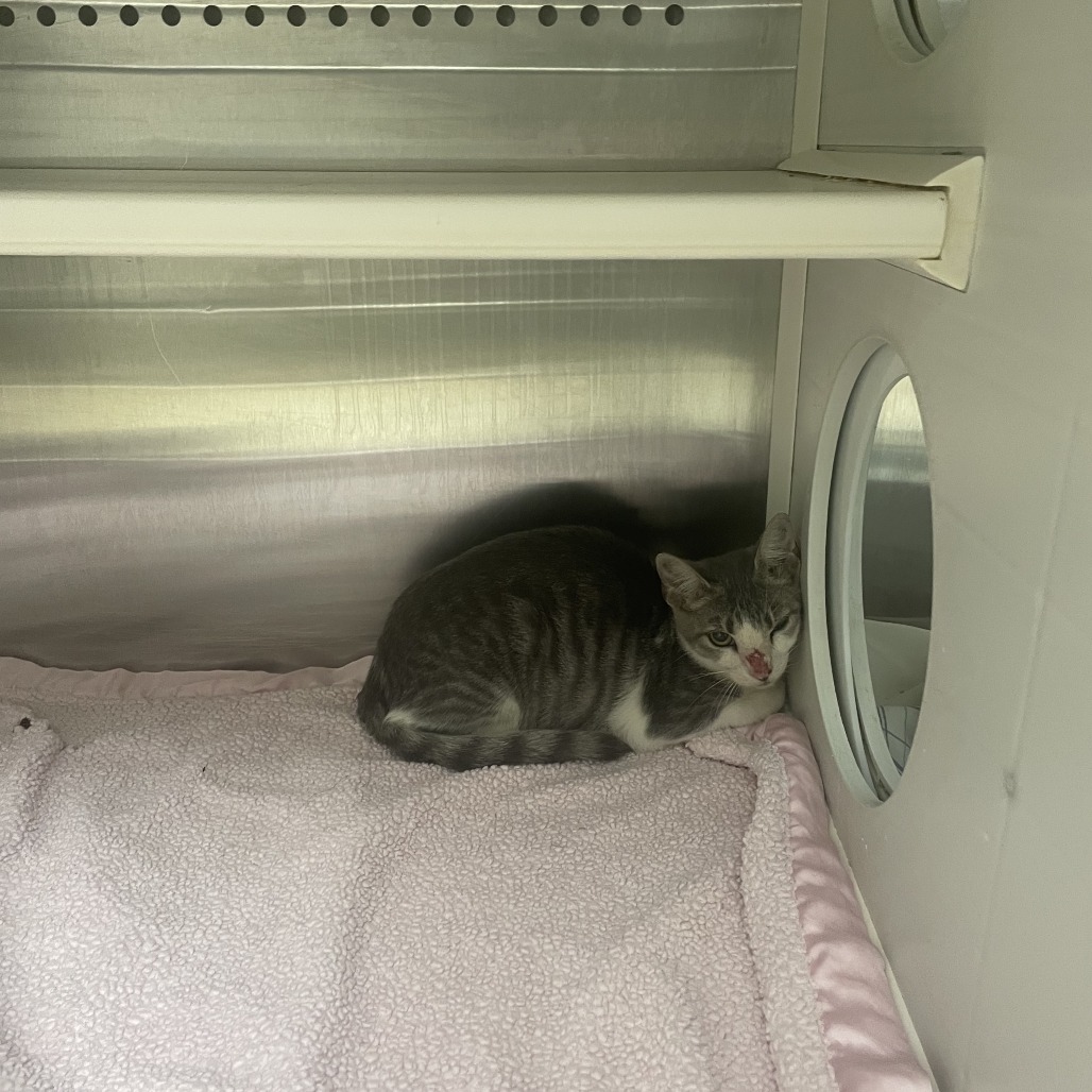 URSA MAJOR - Domestic Shorthair available for adoption