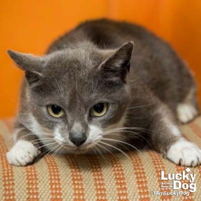 GRAY - Domestic Shorthair available for adoption