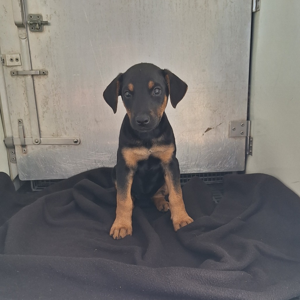 Kennel#9 Angie's preview photo