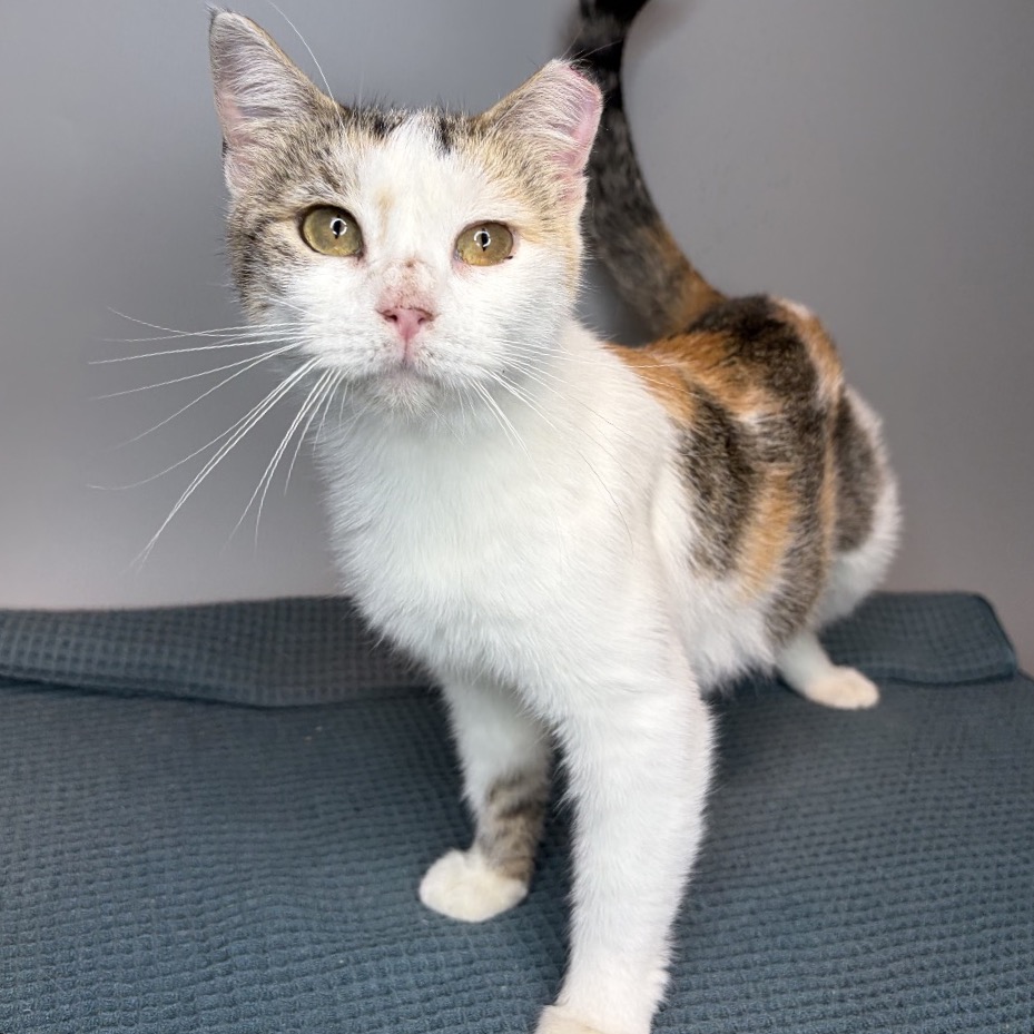 NELA - Domestic Shorthair available for adoption