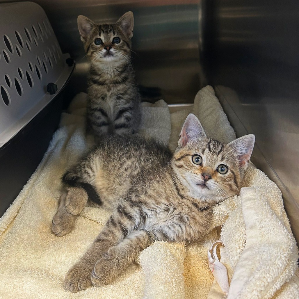 TIMOTHY TURNIP - Domestic Shorthair available for adoption
