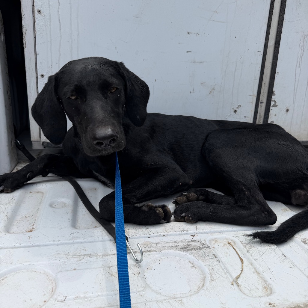 MYSTIQUE - Retriever / Black Labrador available for adoption