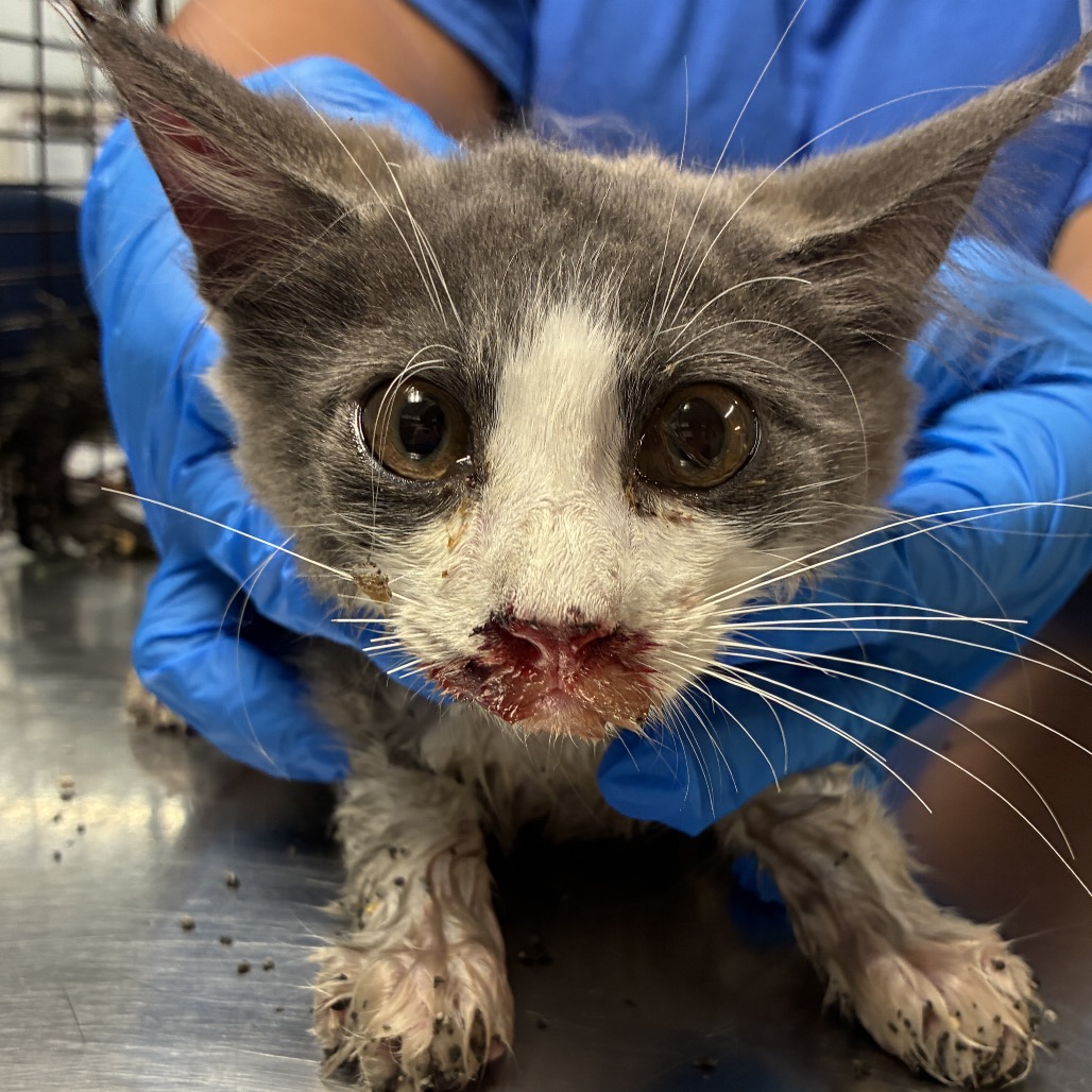 MIKE - Domestic Shorthair available for adoption