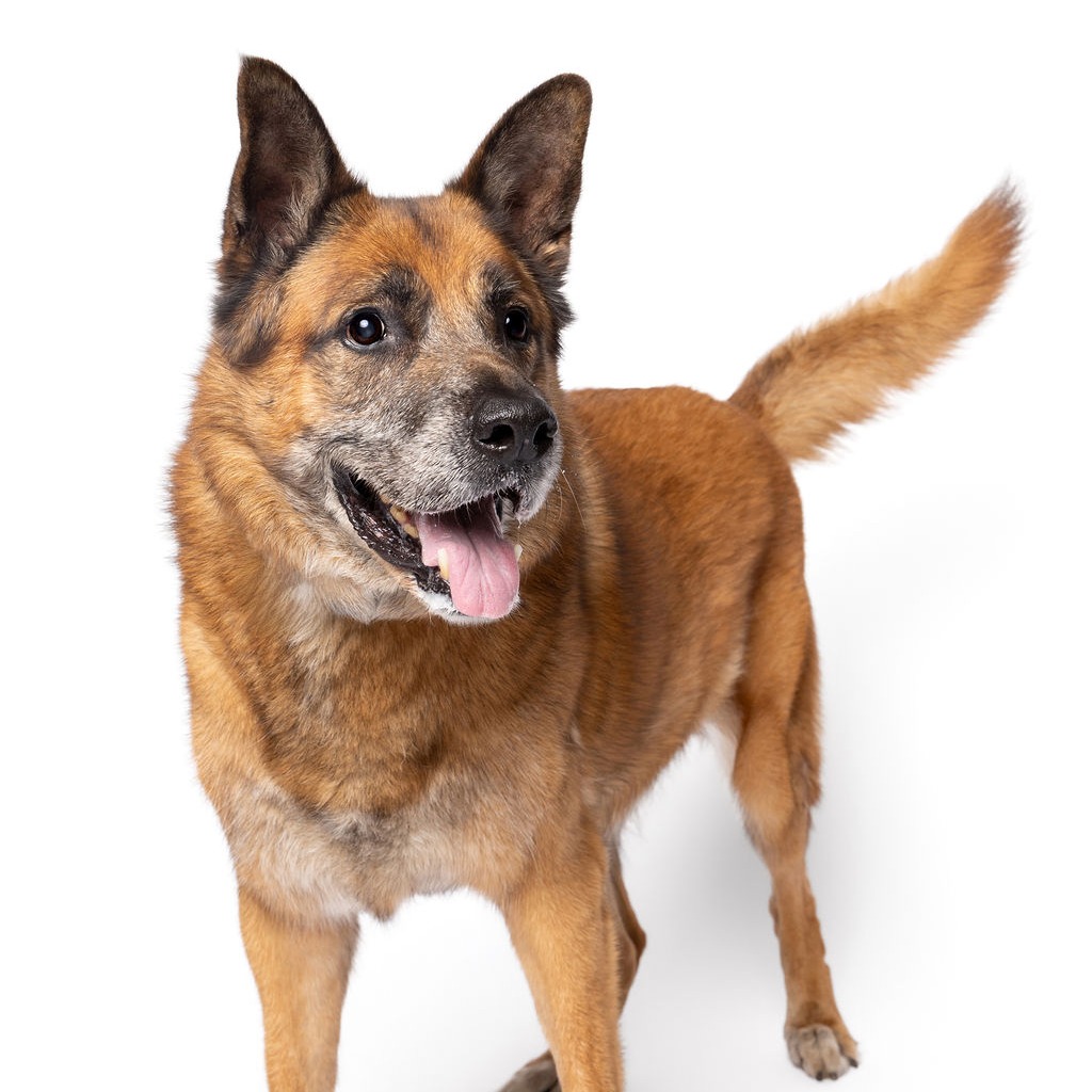 SAMPSON - Shepherd / German available for adoption