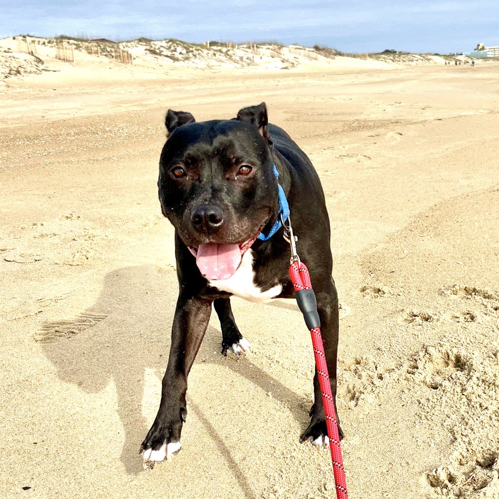 Bowser, photo 34