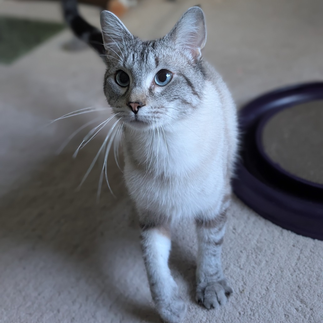 Milo, photo 3